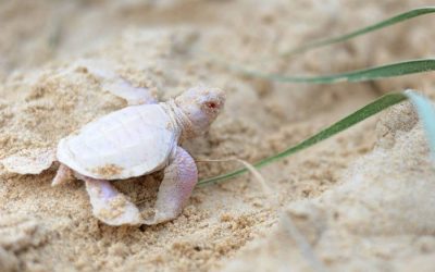 Meet Alby: The Rare Albino Turtle