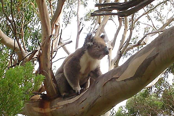 Koalas in Our Biosphere Need Protection